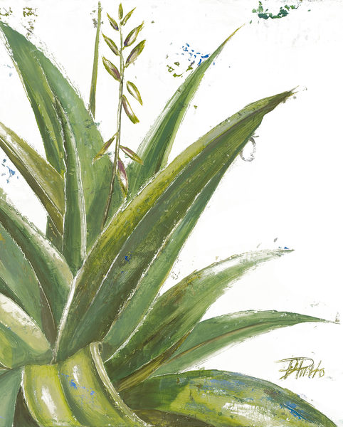 SunDance Graphics | Image Detail - 7356AB - Aloe Vera II